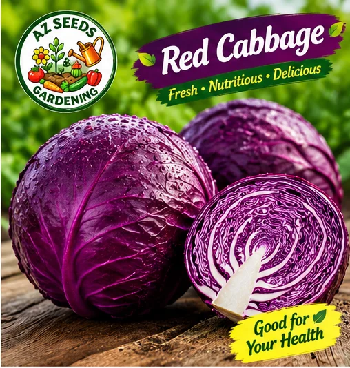 Purple/Red Cabbage Seeds – F1 Hybrid | WINTER جامنی / سرخ بند گوبھی