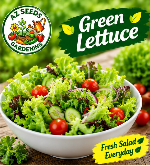 Green Lettuce Seeds – Hybrid | WINTER سبز سلاد
