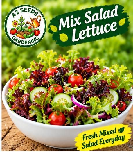 Mixed Lettuce Seeds مکس لیٹش (ملا جلا سلاد) – Hybrid UNIPACK | WINTER