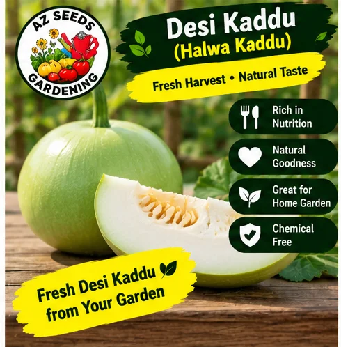 Bottle Gourd Seeds – Desi Kadu Gol | SUMMER | دیسی کدو گول