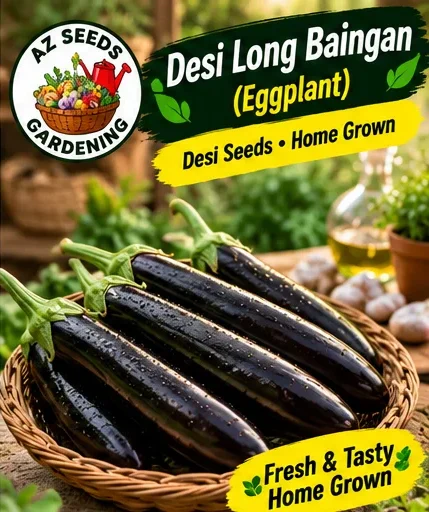Brinjal Long Seeds – Desi | WINTER / SUMMER | دیسی لمبا بینگن