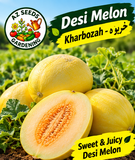 Yellow Melon Seeds – Desi Kharboza | SUMMER | دیسی خربوزہ