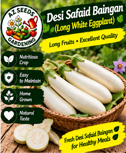 White Long Eggplant Seeds – Desi Safed Lamba Baingan | WINTER / SUMMER | سفید لمبا بینگن