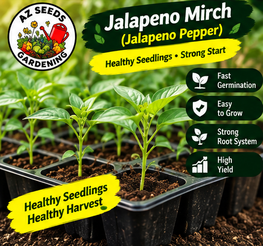Jalapeño Pepper Seeds – Green F1 Hybrid | WINTER / SUMMER ہرا جلاپینو مرچ — پیزا اور برگر - Image 3