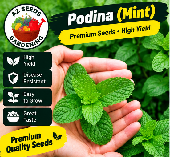 Mint Seeds – Hybrid | WINTER / SUMMER | Pudina | پودینہ - Image 5