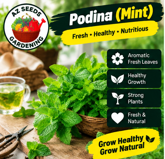 Mint Seeds – Hybrid | WINTER / SUMMER | Pudina | پودینہ