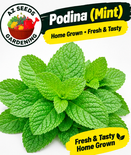 Mint Seeds – Hybrid | WINTER / SUMMER | Pudina | پودینہ - Image 4