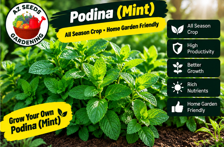 Mint Seeds – Hybrid | WINTER / SUMMER | Pudina | پودینہ - Image 2