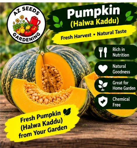 Pumpkin Seeds – Hybrid Halwa Kaddu | SUMMER | حلوہ کدو