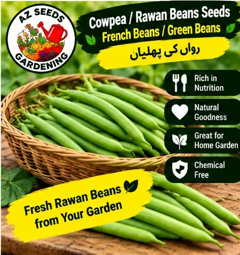 Cowpea / Rawan Beans/ French Beans / Green Beans Seeds – Desi | SUMMER| رواں کی پھلیاں
