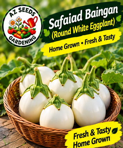 White Round Eggplant Seeds – Desi Safed Gol Baingan | SUMMER / WINTER | سفید گول بینگن