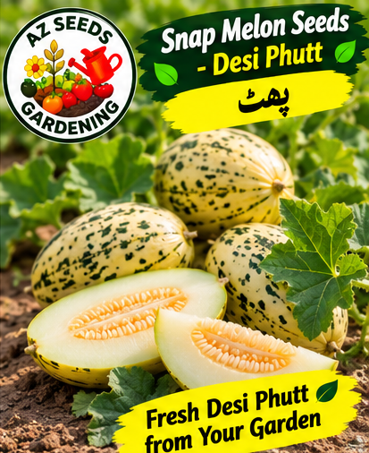 Snap Melon Seeds – Desi Phut | SUMMER | دیسی پھُٹ