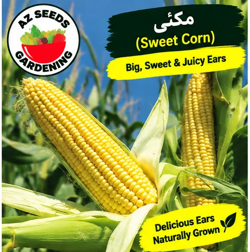 Sweet Corn White Seeds – Desi | SUMMER | سفید سویٹ کارن