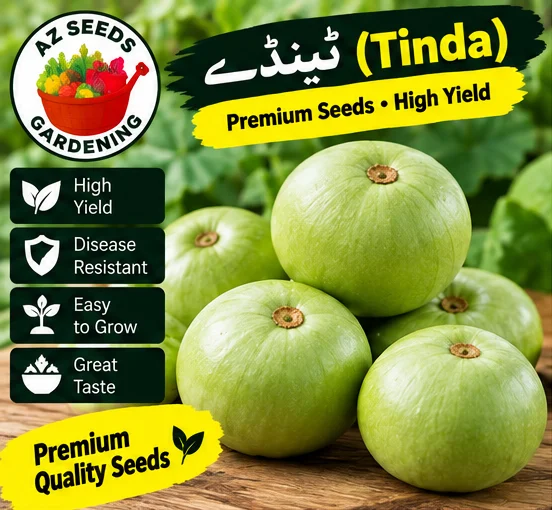 Desi Tinda Seeds – Apple Gourd | SUMMER | دیسی ٹینڈا - Image 2