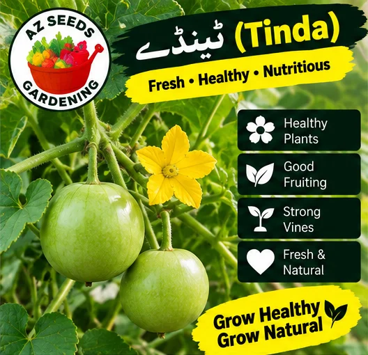 Desi Tinda Seeds – Apple Gourd | SUMMER | دیسی ٹینڈا - Image 3