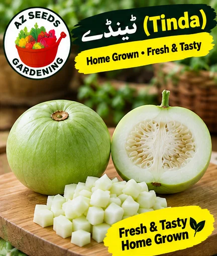Desi Tinda Seeds – Apple Gourd | SUMMER | دیسی ٹینڈا - Image 4
