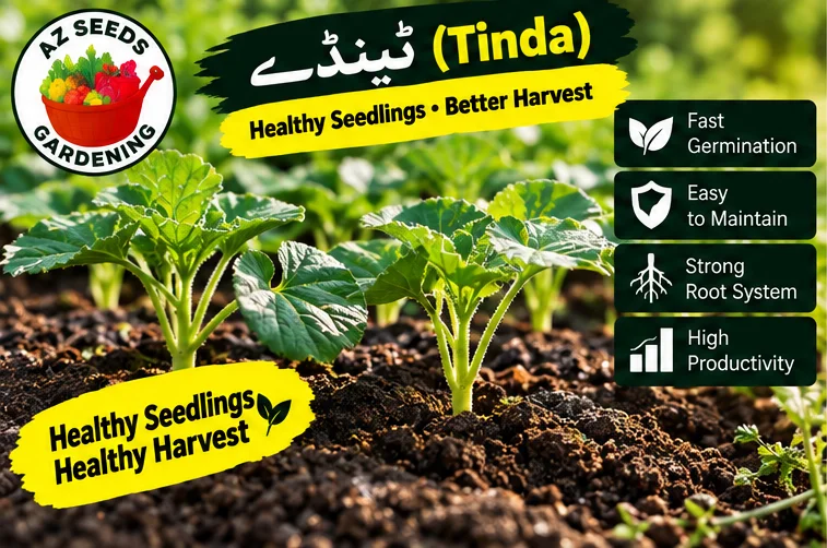 Desi Tinda Seeds – Apple Gourd | SUMMER | دیسی ٹینڈا - Image 5
