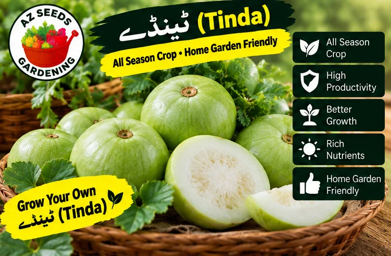 Desi Tinda Seeds – Apple Gourd | SUMMER | دیسی ٹینڈا