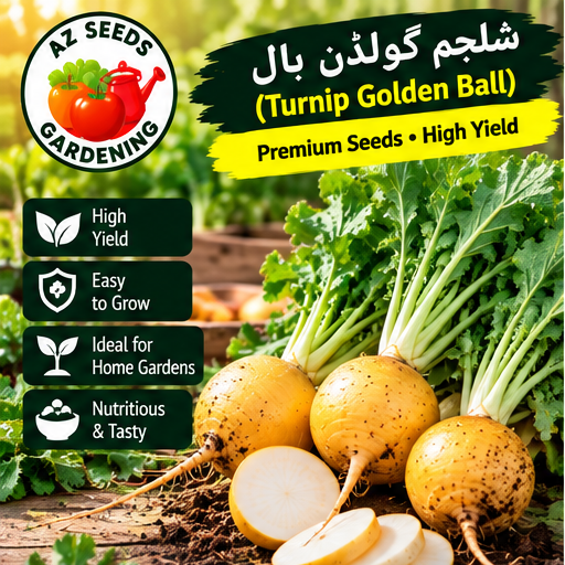 Golden Ball Turnip Seeds – Hybrid | WINTER | پیلی شلجم