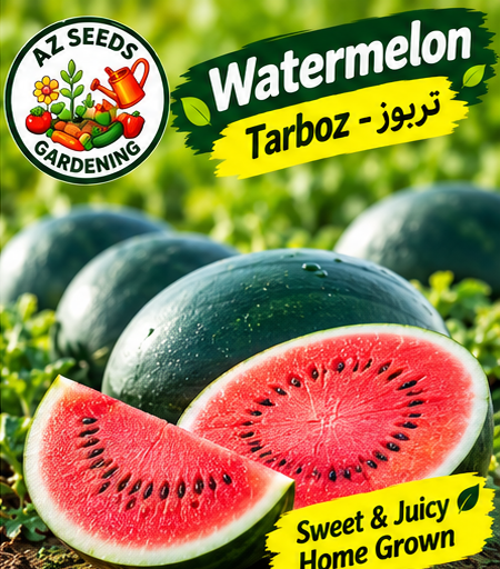 Watermelon MIDNIGHT Seeds – F1 Hybrid | SUMMER | تربوز