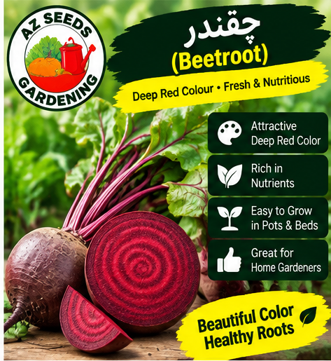 Beetroot Seeds – Hybrid | Deep Red Winter | چقندر