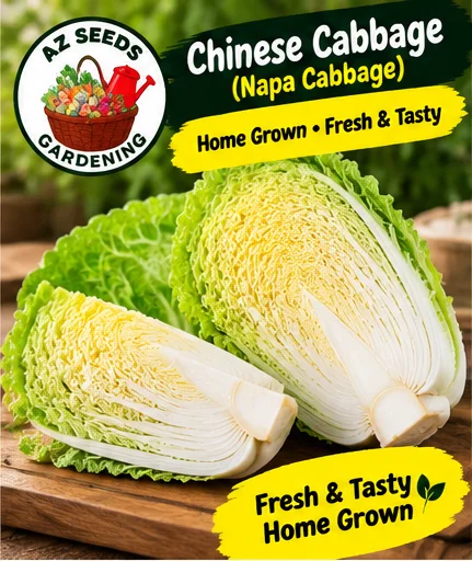 Chinese Cabbage Seeds – Open-Pollinated (OP) | WINTER | Napa Cabbage چائنیز بند گوبھی (ناپا کیبج)