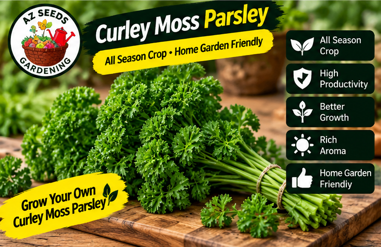 Curly Leaf Parsley Seeds – Open-Pollinated (OP) | WINTER گھنگریالے پتوں والا پارسلے