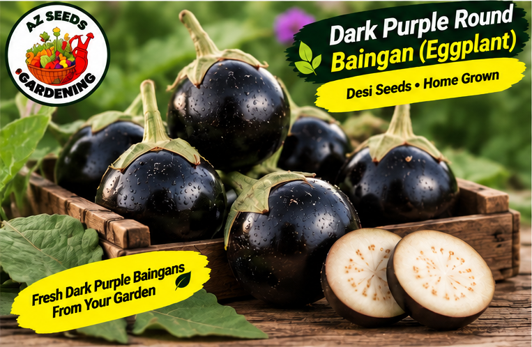 Dark Purple Round Brinjal Seeds – Desi Gol Baingan | WINTER / SUMMER | دیسی گول بینگن