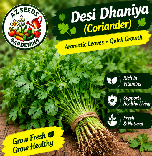 Coriander Seeds – Desi | WINTER / SUMMER دھنیا کے بیج  دیسی