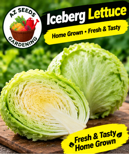 Iceberg Lettuce Seeds – Open-Pollinated (OP) | WINTER آئس برگ لیٹش