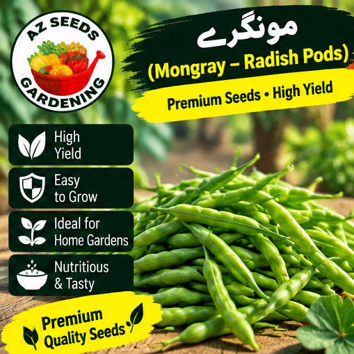 Mongray Radish Pod Seeds – Desi | WINTER | دیسی مونگرے
