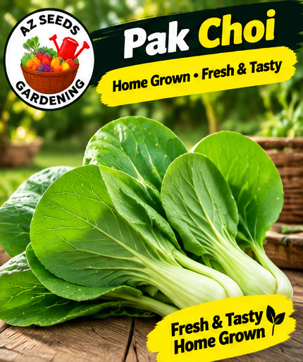 Pak Choi Seeds – Open-Pollinated (OP) | WINTER | پک چوئے