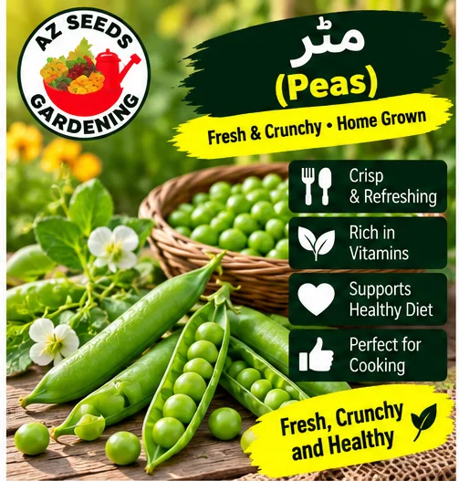 Green Peas Seeds – Desi | WINTER | دیسی مٹر