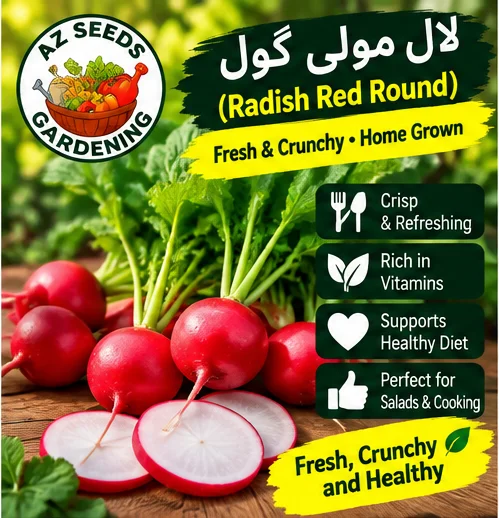 Red Round Radish Seeds – Hybrid | WINTER / SUMMER | سرخ گول مولی
