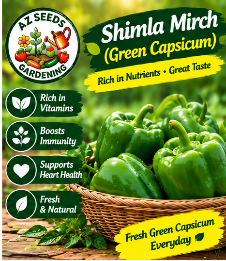 Green Capsicum Seeds – F1 Hybrid | WINTER / SUMMER سبز شملہ مرچ