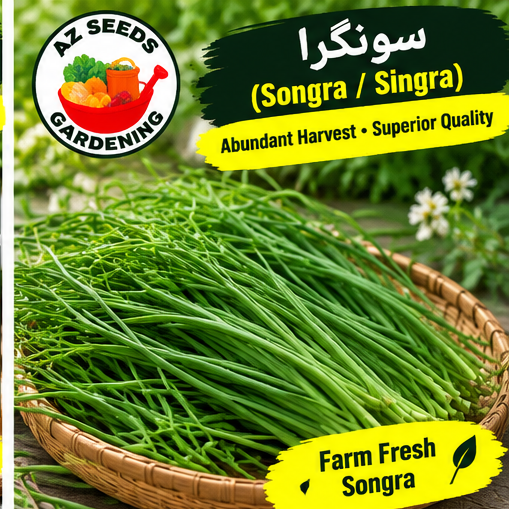 Songaray Desi (Singra Mogra) Radish Pod Seeds | WINTER | دیسی سنگرا موگرا