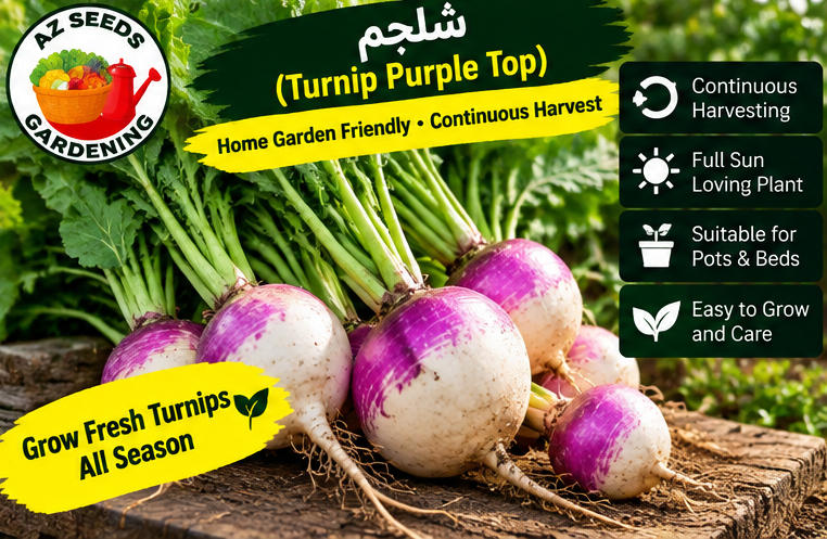 Purple Top Turnip Seeds – Hybrid | WINTER | شلجم