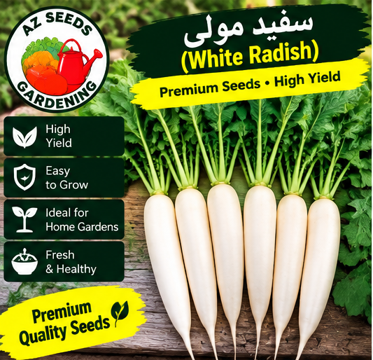 White Long Radish Seeds – F1 Hybrid | WINTER | سفید لمبی مولی